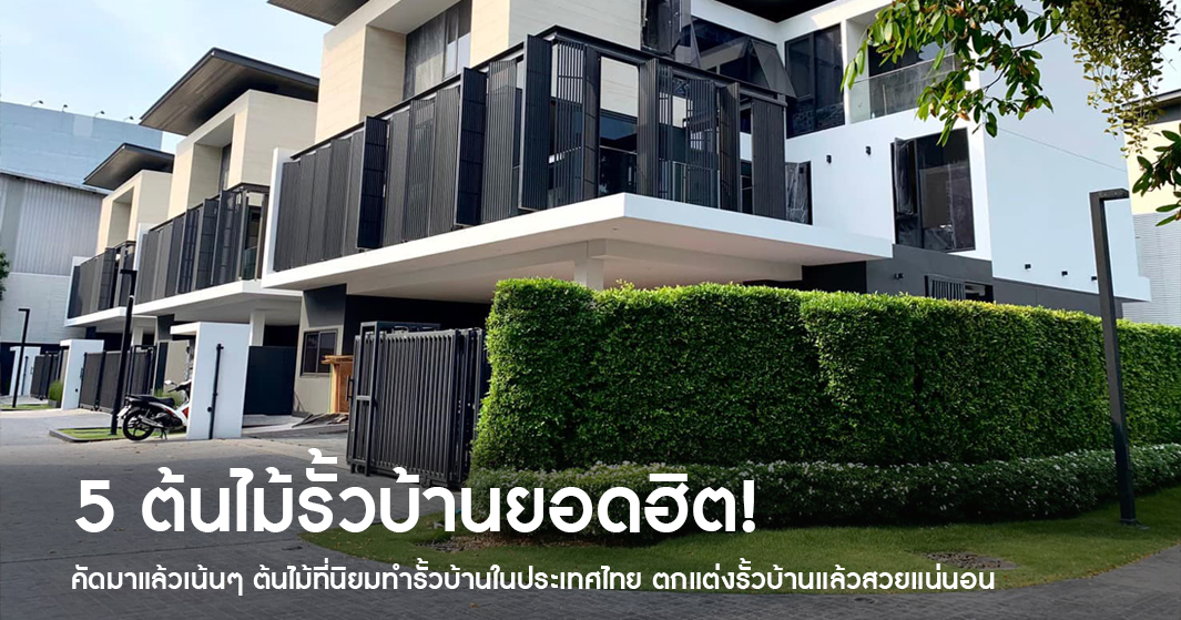 5-ต้นไม้ทำรั้วบ้าน-ยอดฮิต-ที่นิยมปลูกทำรั้วบ้าน