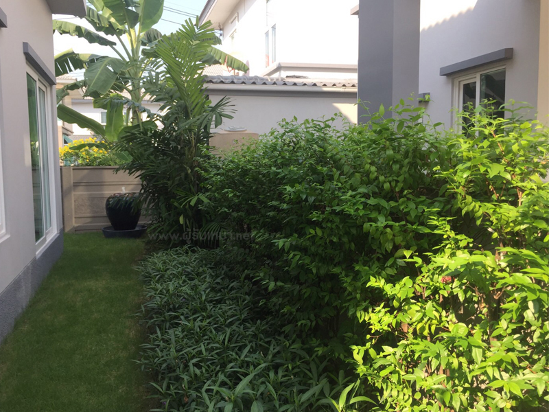 ต้นโมก-ทำรั้วต้นไม้