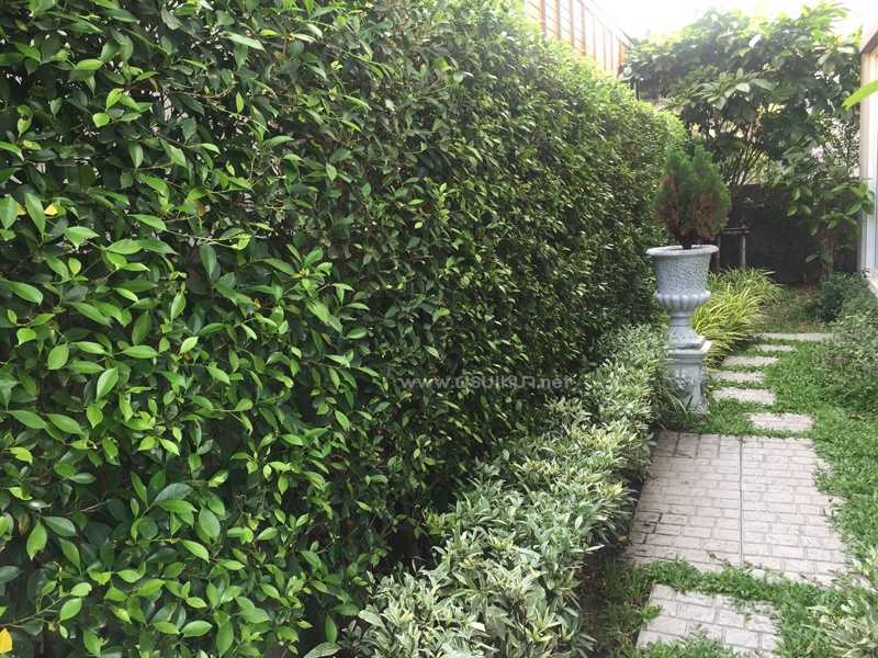 ไทรเกาหลี-ต้นไม้ทำรั้วบ้าน