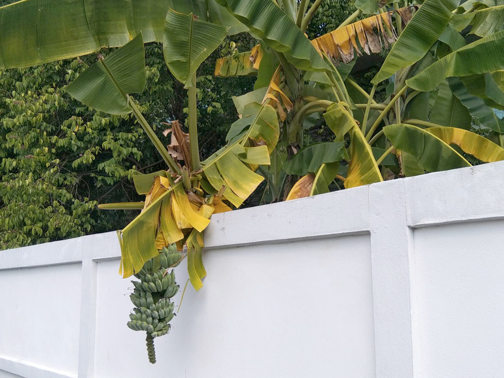 ผลไม้ข้างบ้านล้ำเข้ามาในเขตบ้านเรา เก็บกินได้หรือไม่